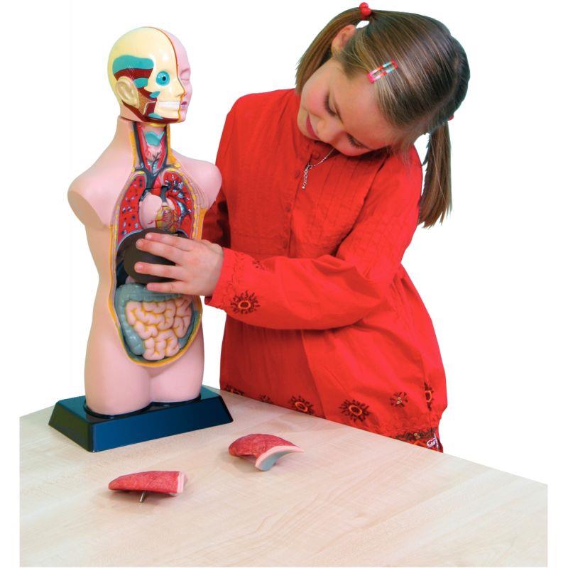 Set d'anatomie 11 pièces 50cm